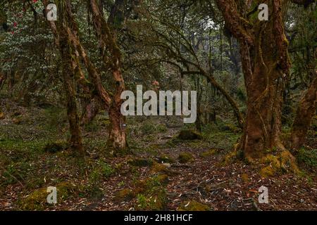 Mystischer Wald in Nepal. , Annapurna Conservation Area .April des Frühlings 2021 Stockfoto