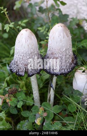 Paar oder zwei Shaggy Inkcap- oder Shaggy Ink Cap-Pilze oder Pilze, Coprinus comatus, aka Lawyer's Perücke oder Shaggy Mane Stockfoto