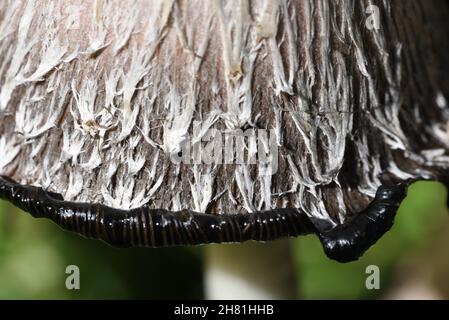 Detail von Shaggy Inkcap oder Shaggy Ink Cap Pilz oder Pilz, Coprinus comatus, aka Lawyer's Perücke oder Shaggy Mane zeigt Rand von schwarzer Tinte Stockfoto