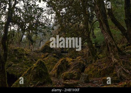 Mystischer Wald in Nepal. , Annapurna Conservation Area .April des Frühlings 2021 Stockfoto