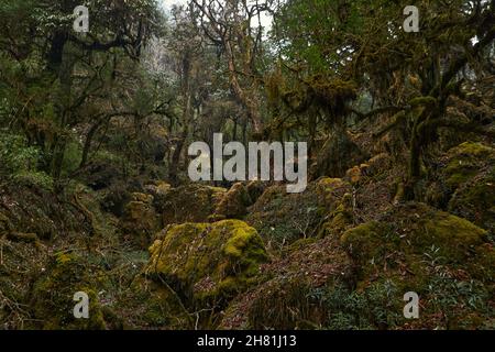 Mystischer Wald in Nepal. , Annapurna Conservation Area .April des Frühlings 2021 Stockfoto