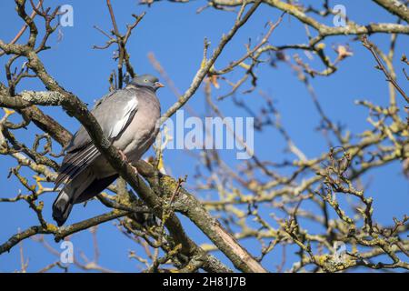 Holztaube, die in der Morgensonne auf einem Baum steht Stockfoto