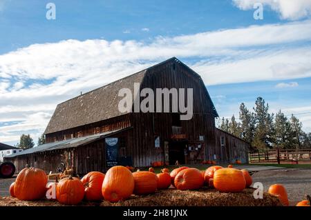 Herbsternte von Kürbissen im Zentrum von Oregon Stockfoto