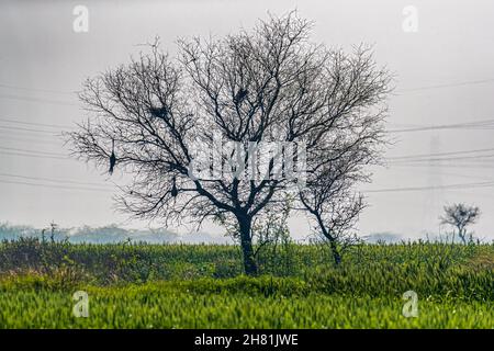 Ein Baum auf dem Feld, der Vögel beherbergt, brütet Stockfoto