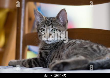 Junge tabby Katze liegt auf einem Stuhl Stockfoto