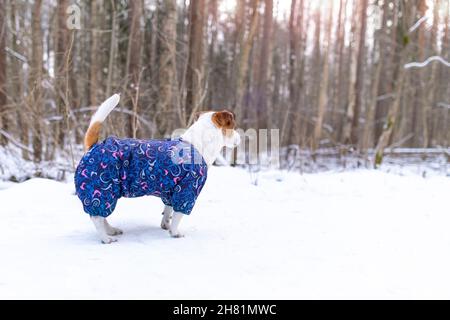 Ein kleiner Hund in blauem Jumpsuit, der seitlich in einem winterverschneiten Wald steht. Jack Russell Terrier mit erhobenem Schwanz und Blick in die Ferne. Schützen Stockfoto