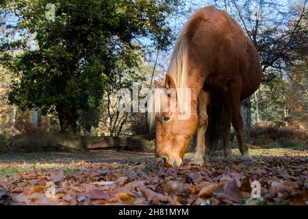 Low Down Bild eines New Forest Pony beim Essen im Herbst im New Forest UK Stockfoto