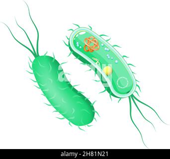 Anatomie von Bakterien. Außen- und Innenansicht. Querschnitt des Zellkörpers mit Flagellum. Vektordiagramm für wissenschaftliche, biologische, medizinische und pädagogische Zwecke Stock Vektor