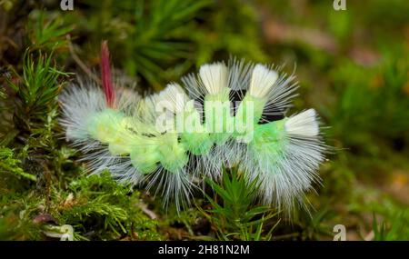 Pale Tussock Moth Caterpillar., Dasychira pudibunda, bedeckt mit weißen Haaren, die durch Moos New Forest UK krabbeln Stockfoto