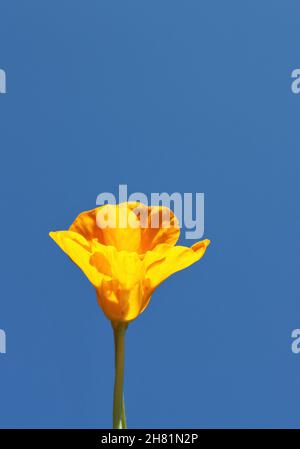 Die gelbe Blume der Brunnenkresse gegen den blauen Himmel Stockfoto