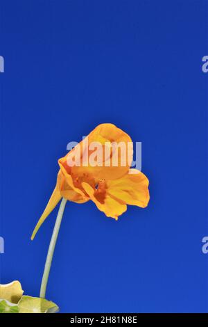 Die gelbe Blume der Brunnenkresse gegen den blauen Himmel Stockfoto