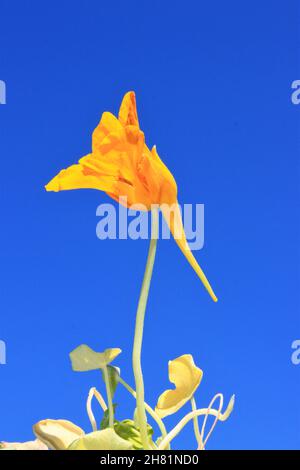 Die gelbe Blume der Brunnenkresse gegen den blauen Himmel Stockfoto