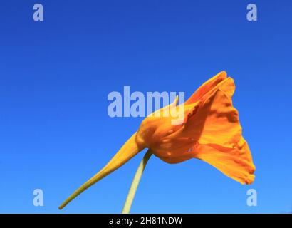 Die gelbe Blume der Brunnenkresse gegen den blauen Himmel Stockfoto