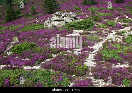 Heideflecken, soweit das Auge reicht, an der Caroux, in der Nähe der Schluchten von Colombières (Hérault, Haut Languedoc, Frankreich) im Juli. Stockfoto