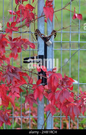 Der am Zaun wachsende Wildwein zeigt an einem klaren Herbsttag seine roten Blätter. Tag. Stockfoto