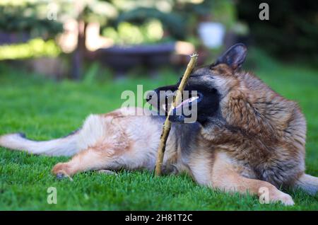 Liegend schön jung braun Deutsch Schäferhund Nahaufnahme. Elsässischer Wolf Hund Oder Deutscher Schäferhund Auf Grünem Gras Hintergrund Stockfoto