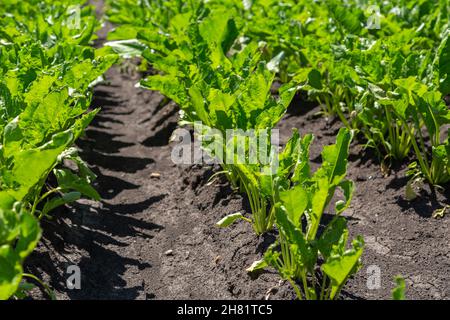 Nahaufnahme junger Zuckerrübenpflanzen in konvergierenden langen Reihen. Agrarbereich. Stockfoto