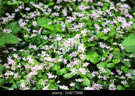 Eine Masse von Claytonia sibirica, rosa Purslane oder Süßigkeitenblume, England, Großbritannien Stockfoto