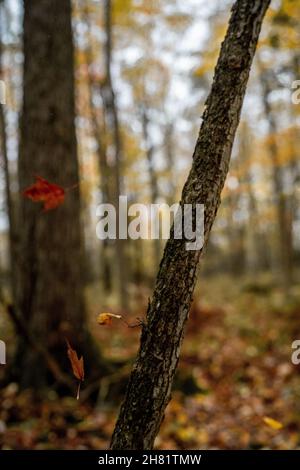 Nördliche Wisconsin Midwest Herbstfarben Stockfoto