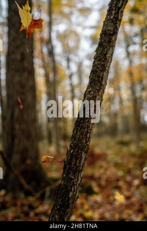 Nördliche Wisconsin Midwest Herbstfarben Stockfoto