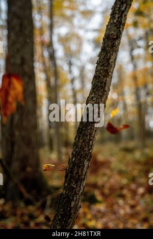 Nördliche Wisconsin Midwest Herbstfarben Stockfoto