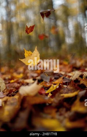 Nördliche Wisconsin Midwest Herbstfarben Stockfoto