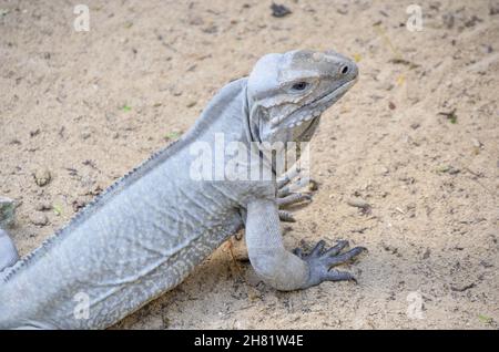 Eine Nahaufnahme eines Leguans Stockfoto