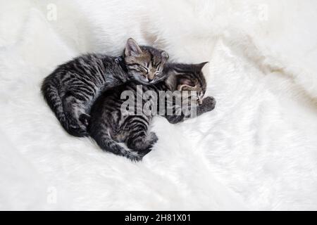 Zwei schlafende Kätzchen auf weicher Felldecke. Stockfoto