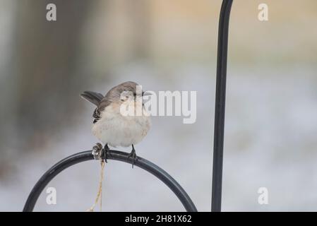 Nördlicher Mockingbird (Mimus polyglottos), der im Winter auf dem Metallmast über einem Vogelfutterhäuschen thront. Stockfoto