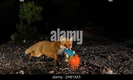 Red Fox - Vulpes vulpes frei Wandern und spielen in der Nacht auf dem Berg Parnitha Stockfoto