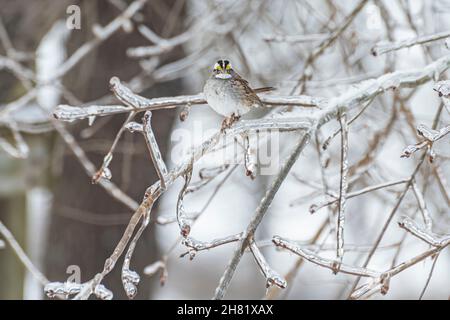 Weißkehlspatzen (Zonotrichia albicollis), der im Winter auf einem eisigen Baumglied thront Stockfoto