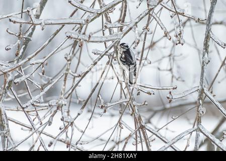 Specht (Dryobates pubescens), der im Winter auf einem eisigen Glied thront Stockfoto