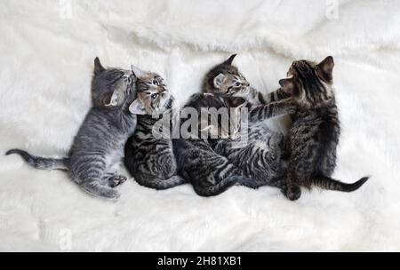 Fünf niedliche Kätzchen schlafen auf einer weißen Felldecke. Flach liegend. Stockfoto