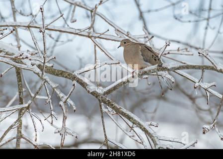 Trauertaube (Zenaida macroura), die im Winter auf einem eisigen Baumzweig thront Stockfoto