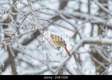 Weiblicher Nördlicher Kardinal (Cardinalis cardinalis) auf einem Baumzweig im Schnee Stockfoto