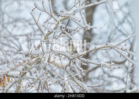 Im Winter thront der Vogel Blue jay (Cyanocitta cristata) auf einem eisigen Baumzweig Stockfoto
