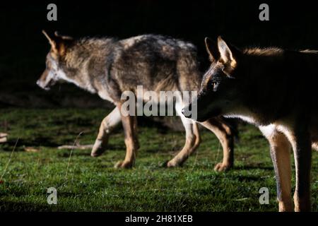 Grauer Wolf - Canis lupus frei auf dem griechischen Berg Parnitha bei Nacht zu Fuß Stockfoto