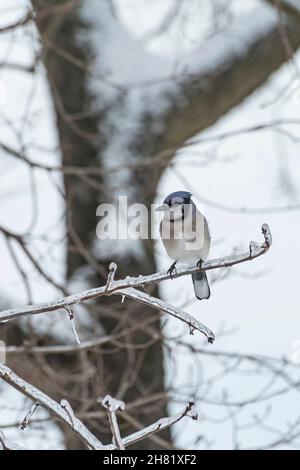 Der Vogel Blue jay thronte auf einem eisbedeckten Ast Stockfoto