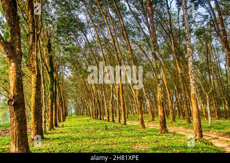 Gummibaum-Plantagen in Moulvibazar, Bangladesch Stockfoto