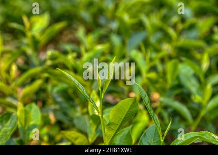 Frische Te-Blätter in einem Garten in Srimangal, Moulvubazar, Bangladesch Stockfoto