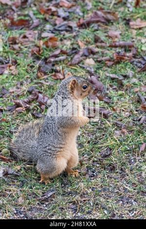 Fuchshörnchen auf einem Rasen auf Nahrungssuche Stockfoto