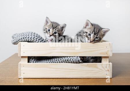 Zwei kleine niedliche Kätzchen in Holzkiste. Stockfoto