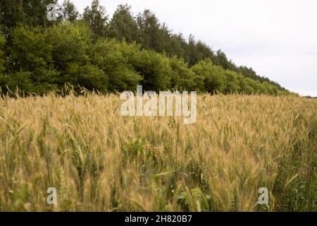 Weizenohren wachsen in einem landwirtschaftlichen Feld, Landwirtschaft wächst Weizenkörner horizontale Fotografie Stockfoto