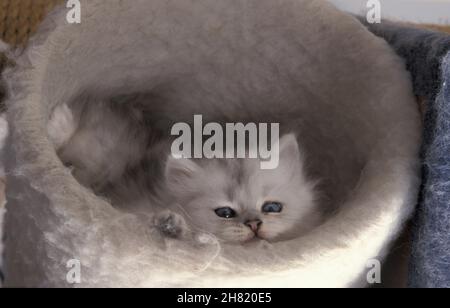 Weißes persisches Kätzchen im Bett Stockfoto