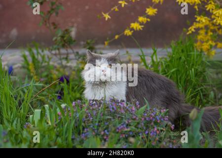 Katze liegt und spielt im Gras. Kätzchen entspannen im Gras. Katze liegt auf einem grünen Rasen. Stockfoto