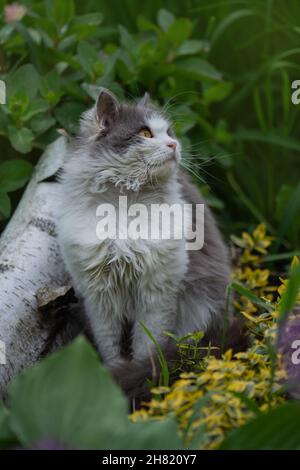 Kätzchen, die in den blühenden Blumen in einem Garten sitzen. Grau flauschige Katze sitzt in Blumen. Katze auf dem Fußweg. Stockfoto