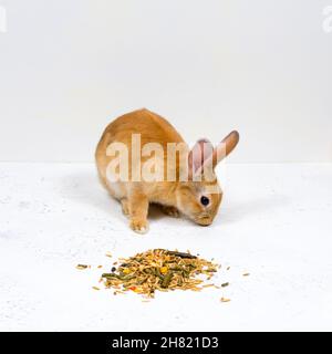 Rotschopf-Ingwerkaninchen sitzt neben dem Essen auf weißem Hintergrund Stockfoto