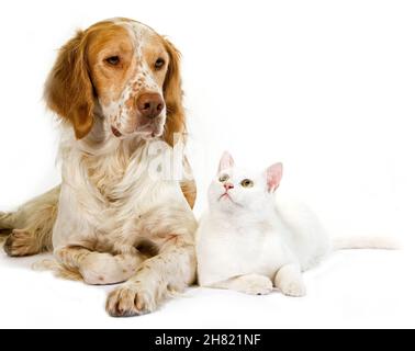 Cinnamon Color French Spaniel Male Dog und White Domestic Cat Stockfoto