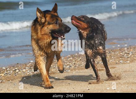 Deutscher Schäferhund, Männlich, spielen mit Brittany Spaniel, Strand in der Normandie Stockfoto