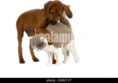 INLÄNDISCHE MÄNNLICHEN LILA UND WEIß BRITISCH KURZHAAR KATZE MIT EINEM RHODESIAN RIDGEBACK 3 MONATE ALTEN WELPEN Stockfoto